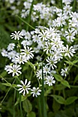 STELLARIA NEMORUM