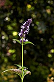 AGASTACHE BLACKADDER