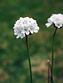 ARMERIA MARITIMA ALBA