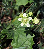 BRYONIA DIOICA