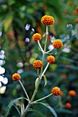 BUDDLEJA GLOBOSA