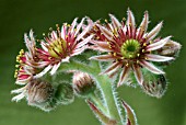 SEMPERVIVUM TECTORUM (HOUSELEEK)