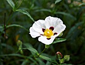 CISTUS X DANSEREAUI