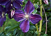 CLEMATIS STAR OF INDIA