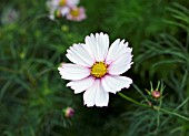 COSMOS RAZZMATAZZ PINK BLUSH