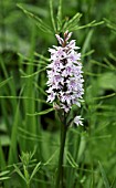 DACTYLORHIZA FUCHSII