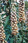 DIGITALIS FERRUGINEA