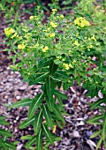 EUPHORBIA CORNIGERA GOLDENER TURM