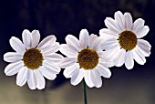 TANACETUM PARTHENIUM (FEVERFEW)