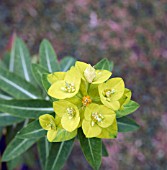 EUPHORBIA WALLICHII