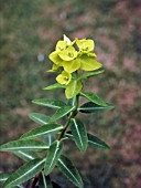 EUPHORBIA WALLICHII