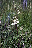 FILIPENDULA ULMARIA