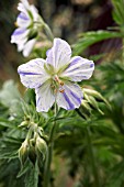 GERANIUM PRATENSE SPLISH SPLASH