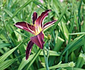 HEMEROCALLIS GRAPE VELVET