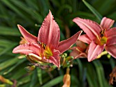 HEMEROCALLIS PINK DAMASK