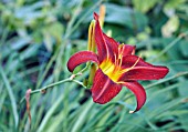 HEMEROCALLIS STAFFORD