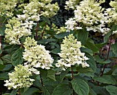 HYDRANGEA PANICULATA PINK DIAMOND INTERHYDIA