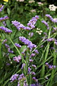 LIMONIUM SINUATUM