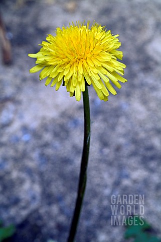 TARAXACUM_OFFICINALIS_DANDELION