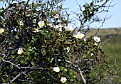 ROSA CANINA