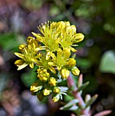 SEDUM RUPESTRE