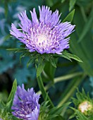 STOKESIA LAEVIS BLUE STAR