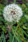 TARAXACUM OFFICINALIS (DANDELION)