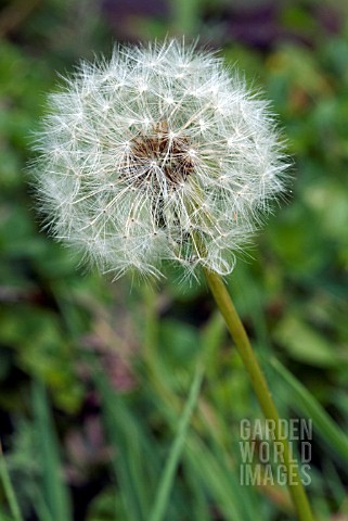 TARAXACUM_OFFICINALIS_DANDELION