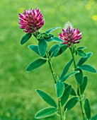 TRIFOLIUM RUBENS