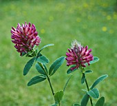 TRIFOLIUM RUBENS