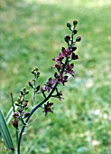 VERATRUM FORMOSANUM