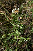 CARLINA VULGARIS