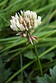 TRIFOLIUM REPENS (CLOVER)