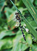 GOLDRINGED DRAGONFLY