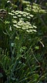 CRITHMUM MARITIMUM