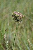 DAUCUS CAROTA