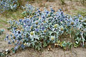 ERYNGIUM MARITIMUM