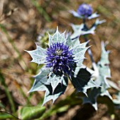 ERYNGIUM MARITIMUM