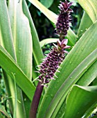 EUCOMIS MONTANA