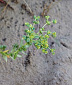 EUPHORBIA PARALIAS