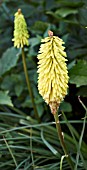 KNIPHOFIA SPANISH GOLD