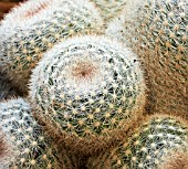 MAMMILLARIA CANDIDA