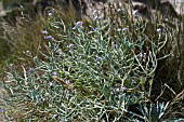 MATTHIOLA SINUATA