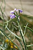 MATTHIOLA SINUATA