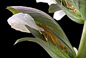 ACANTHUS MOLLIS,  BEARS BREECHES