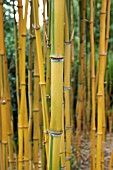 PHYLLOSTACHYS AUREOSULCATA SPECTABILIS