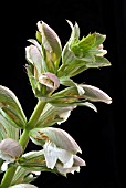 ACANTHUS MOLLIS,  BEARS BREECHES