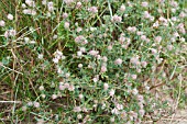 TRIFOLIUM ARVENSE