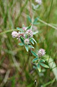 TRIFOLIUM ARVENSE