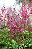 ASTILBE ARENDISII ORSTADT